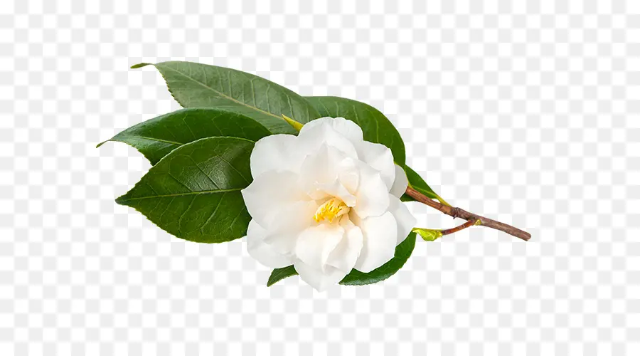 Fleur De Magnolia，Blanc PNG