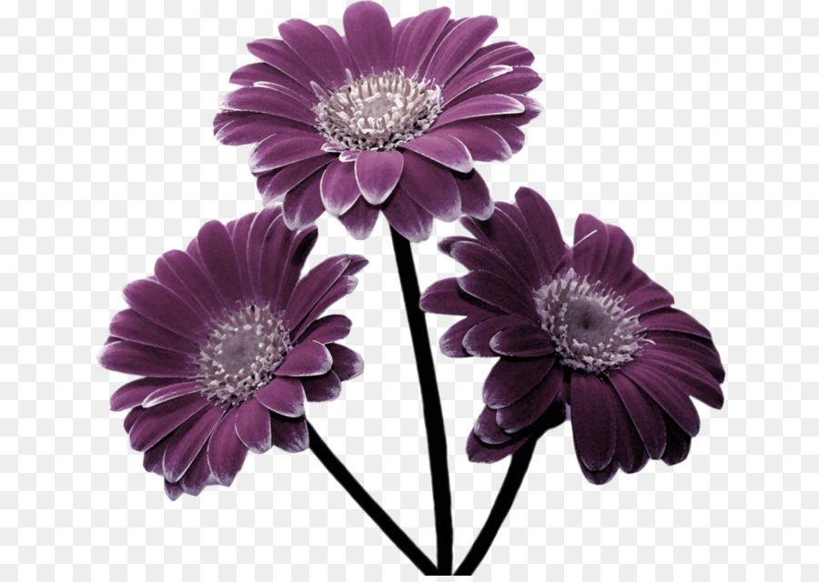 Fleurs Violettes，Feuilles PNG