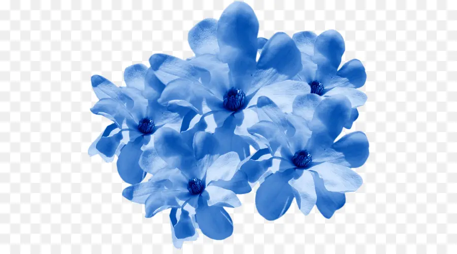 Fleurs Bleues，Fleurir PNG