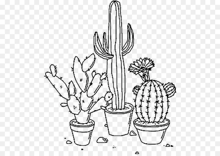 Cactus，Succulent PNG