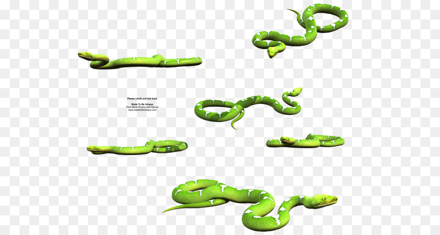 Serpents Verts，Reptile PNG