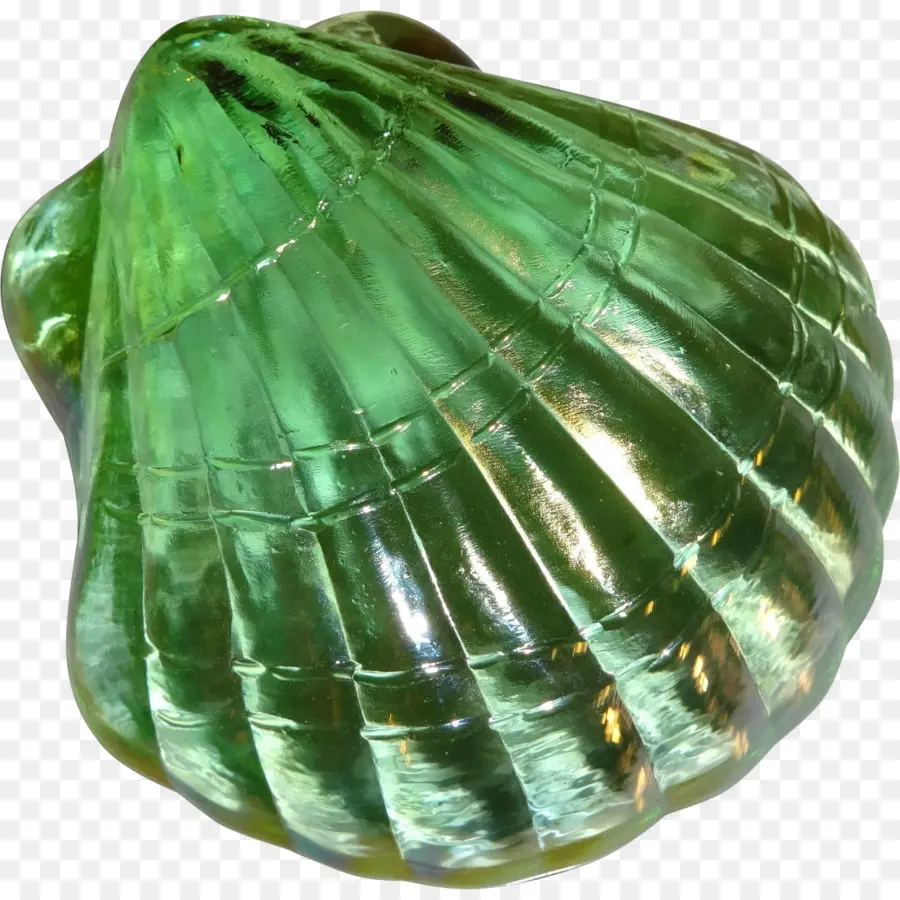 Coquille Verte，Mer PNG