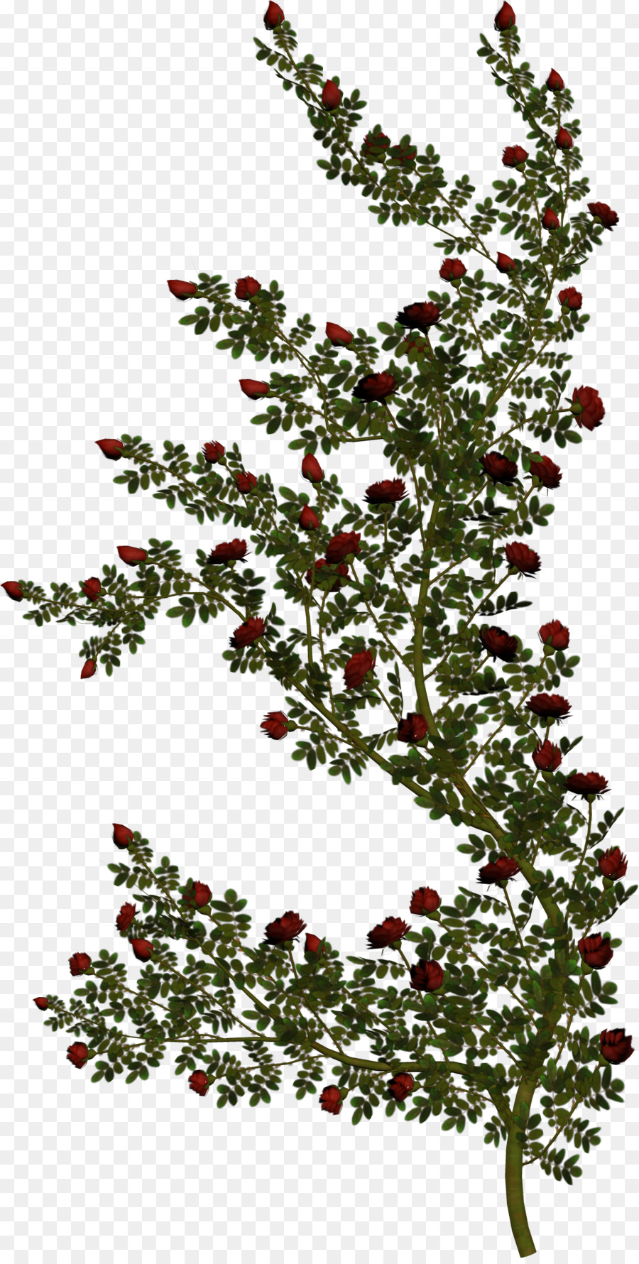 Rosier，Fleurs PNG