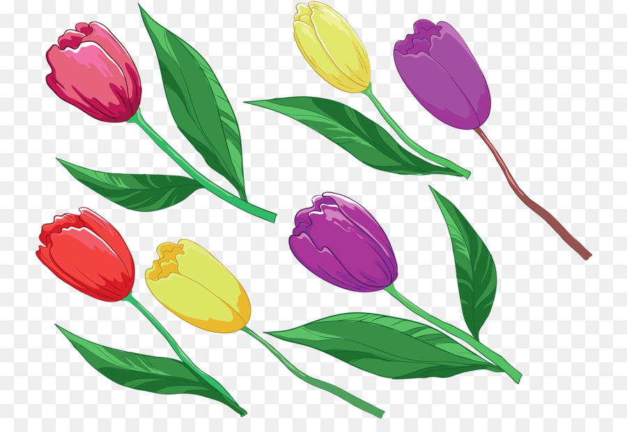 Tulipes Colorées，Printemps PNG