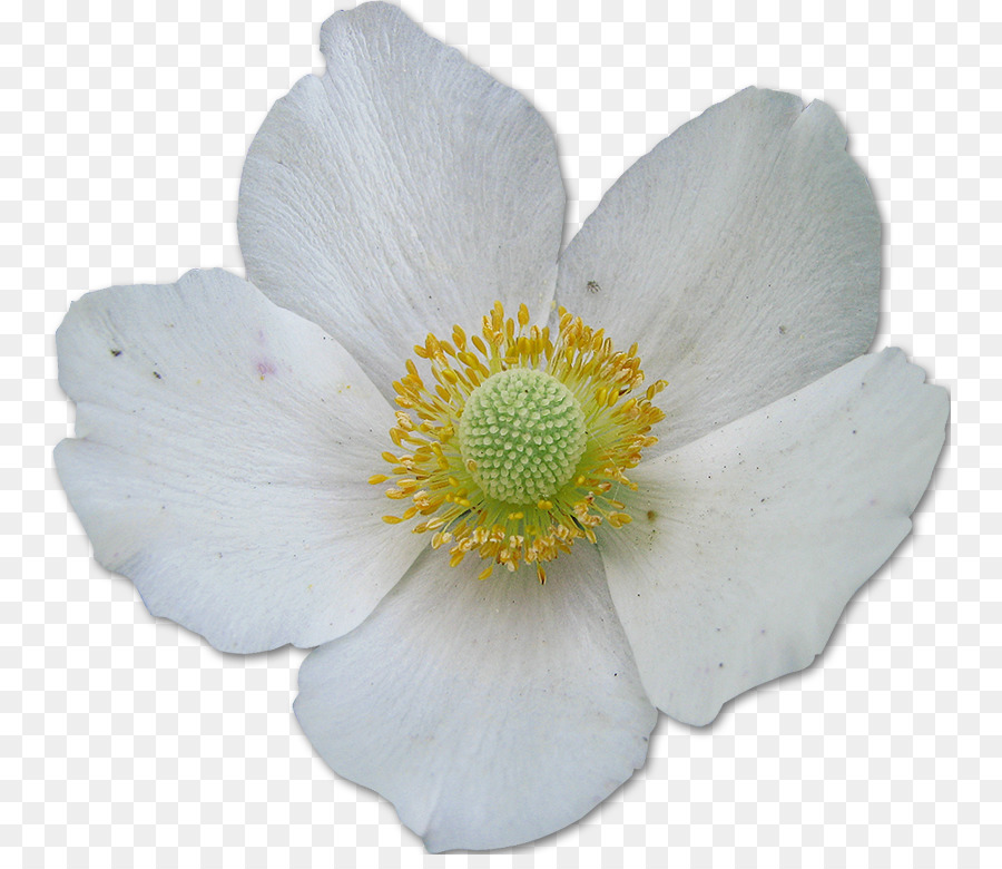 Fleur Blanche，Pétales PNG