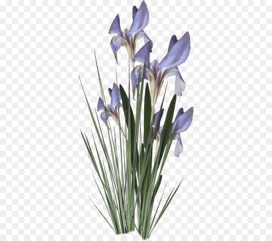 Fleurs D'iris，Floraison PNG