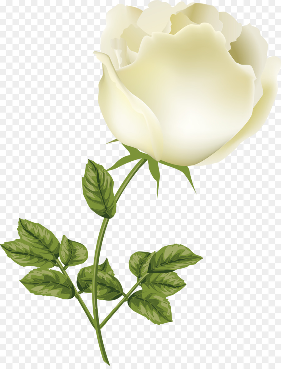 Roses De Jardin，Roses De Centifolia PNG