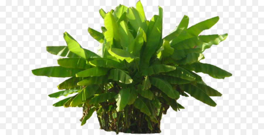 Plante Verte，Feuilles PNG