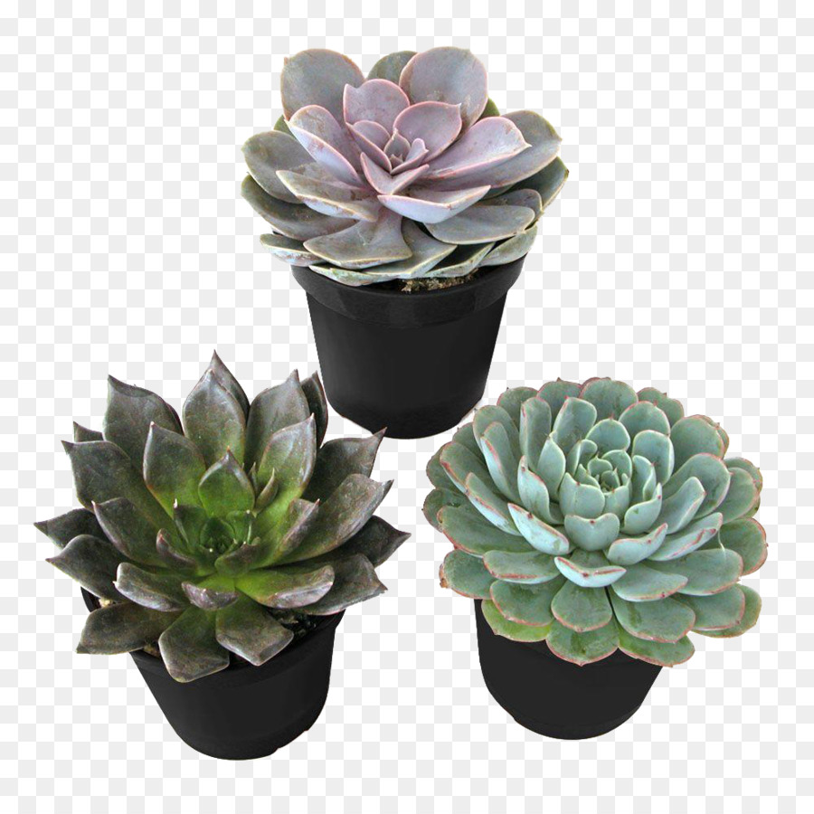 Plante Succulente，Echeveria Agavoides PNG