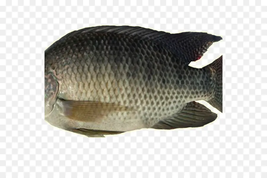 Poisson，Aquatique PNG