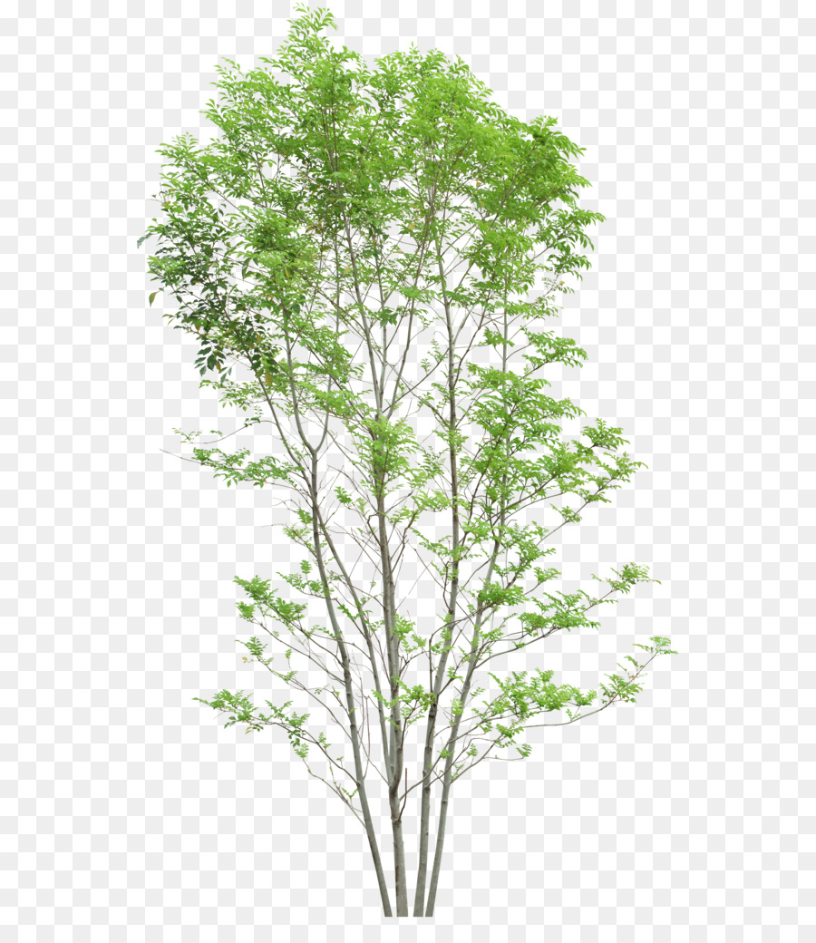 Arbre，Feuilles PNG