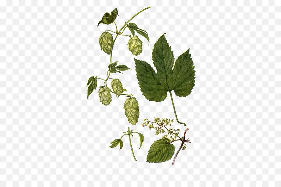 Plante De Houblon，Feuilles PNG