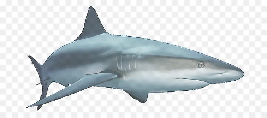 Requin Bleu，Océan PNG