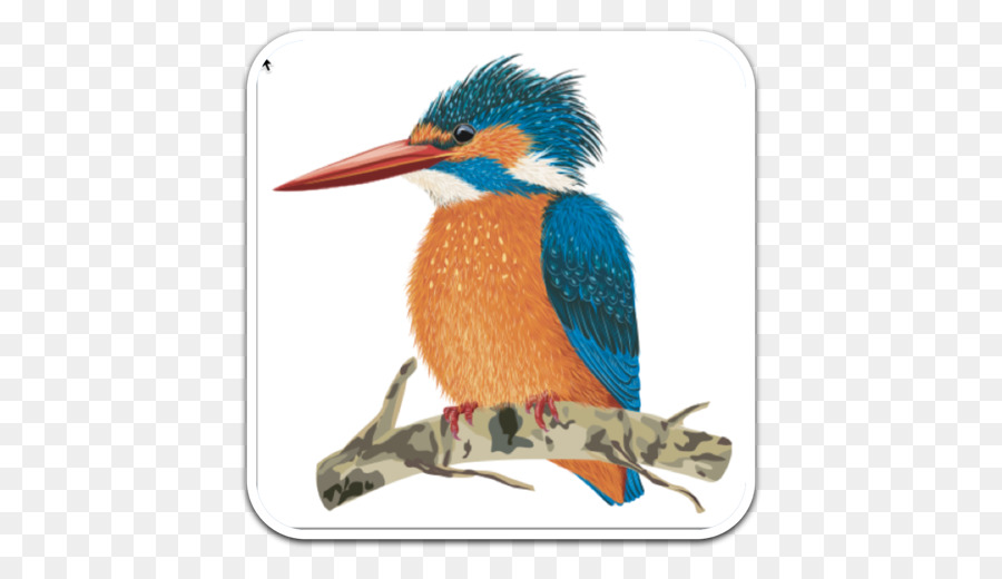 Kingfisher，Dessin PNG