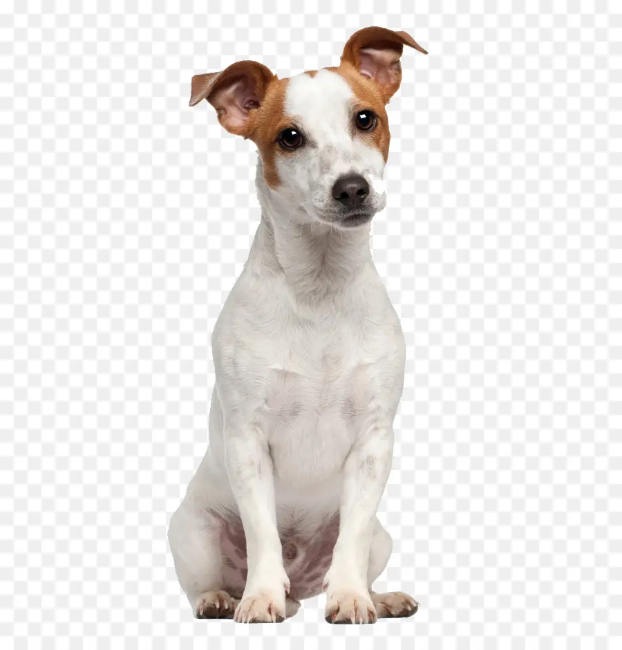 Terrier De Jack Russell，Russell Terrier PNG