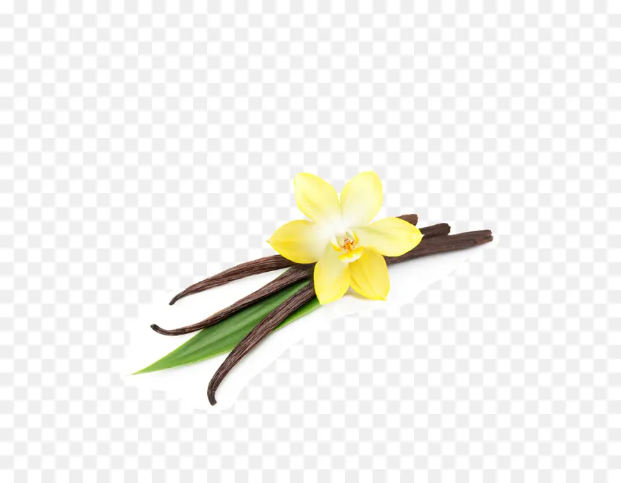 Fleur Jaune，Vanille PNG