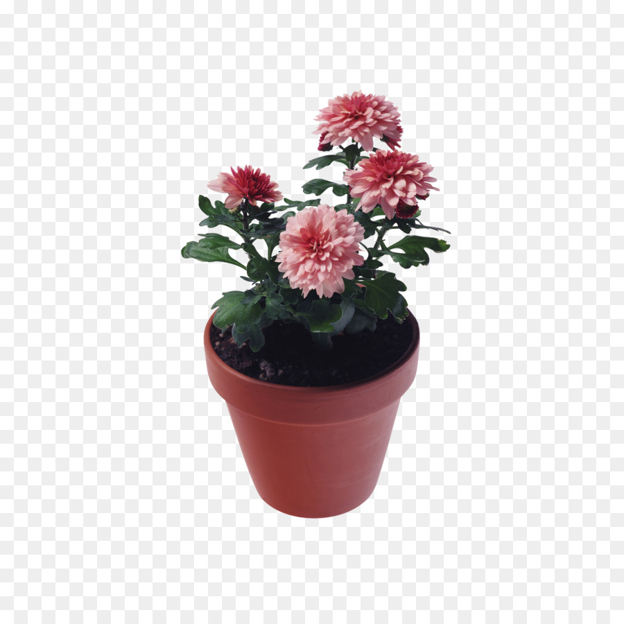 Chrysanthème，Fleur PNG