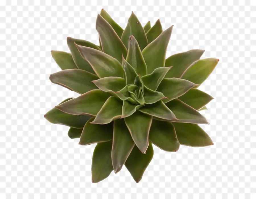 Plante Succulente，Fleur PNG