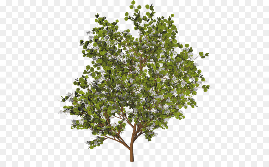 Arbre，Feuilles PNG