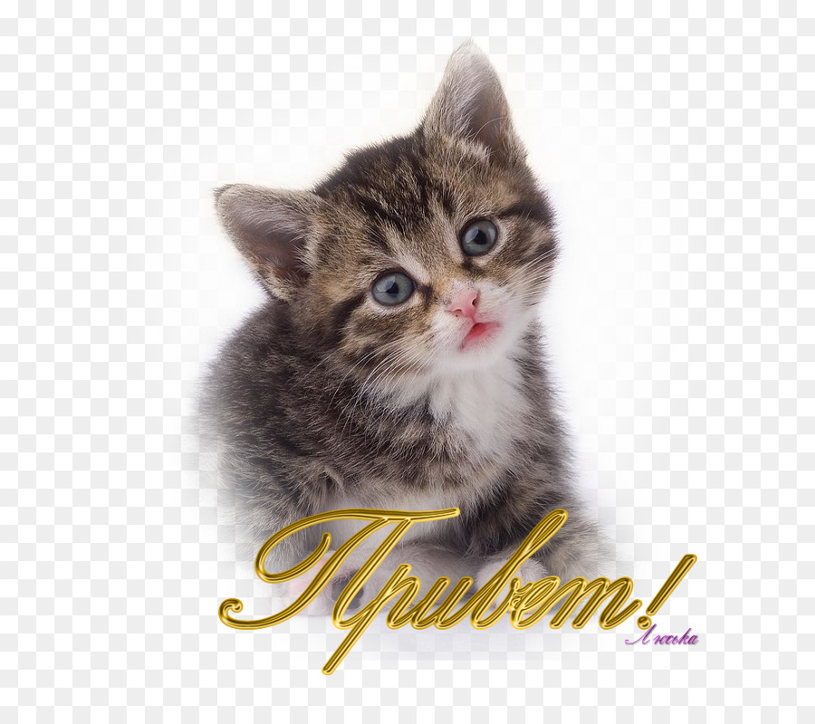 Chaton，American Shorthair PNG