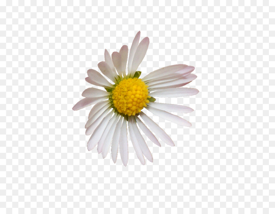 Fleur Blanche，Marguerite PNG