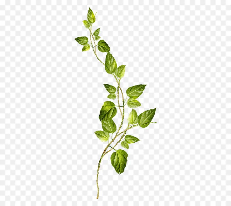 La Ferraille，Fleur PNG