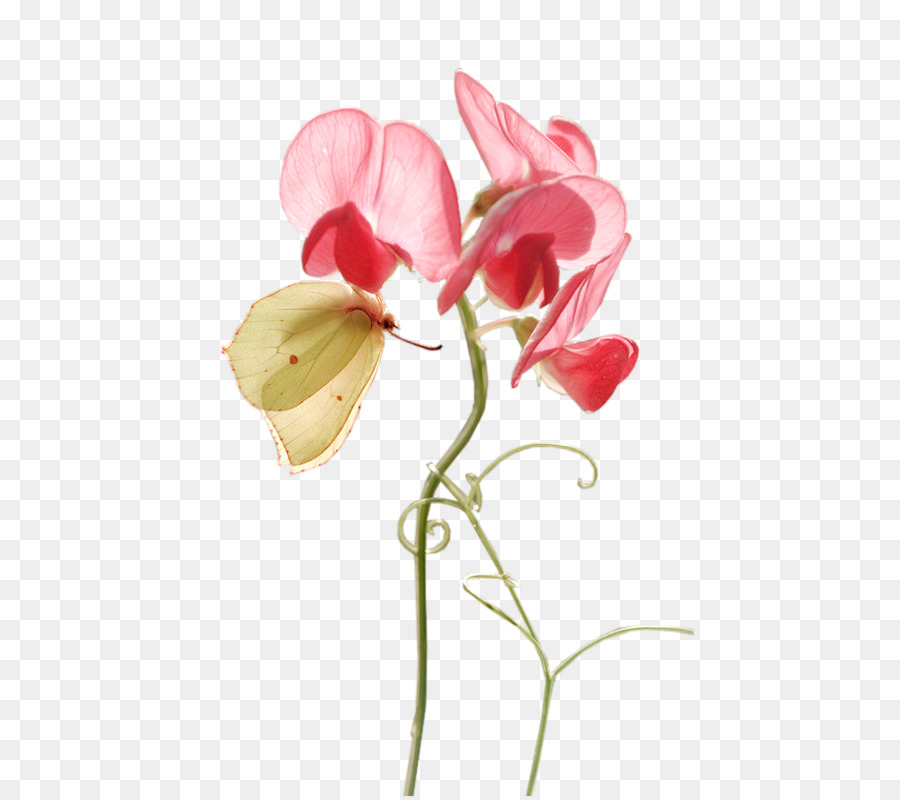 Fleur，Fleurir PNG