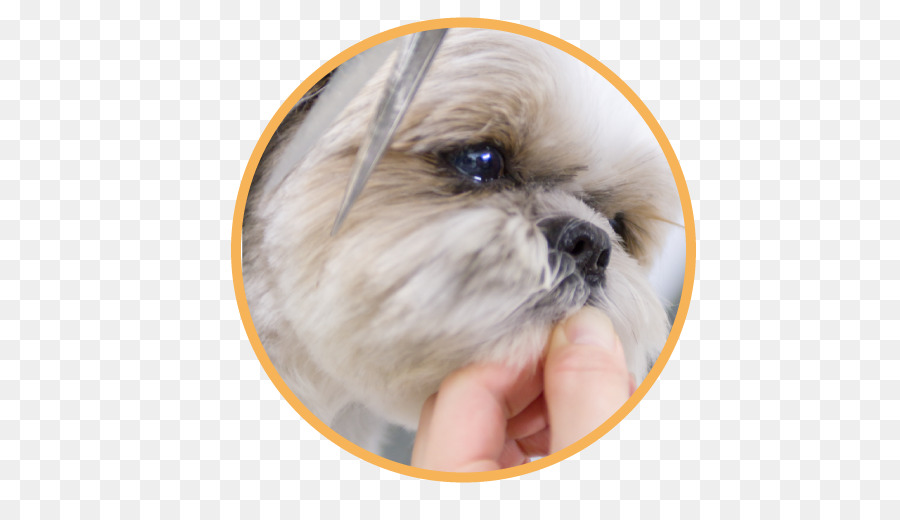 Shih Tzu Chiot Race De Chien Png Shih Tzu Chiot Race