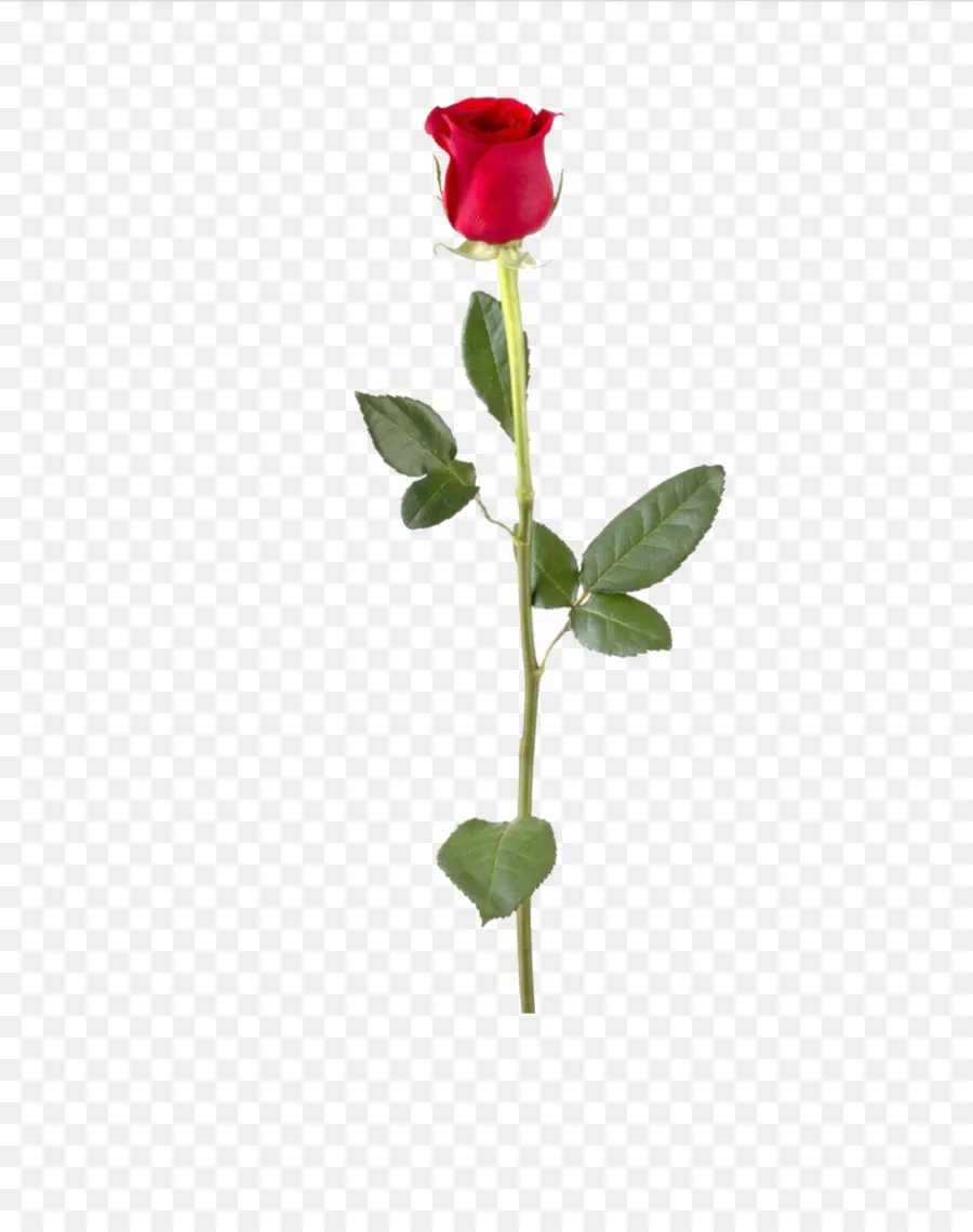 Rose Rose，Fleur PNG