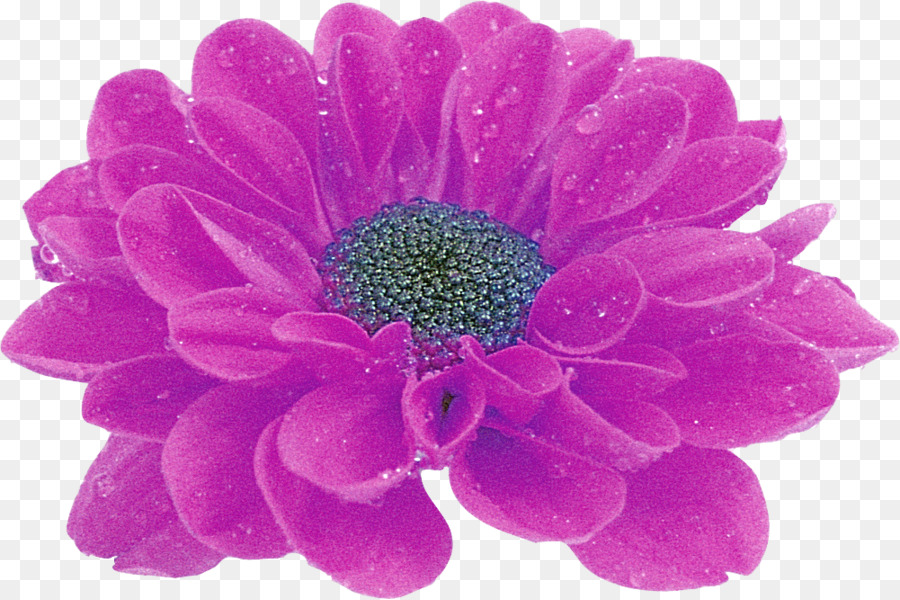 Fleur Rose，Fleurir PNG