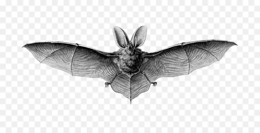 Les Formes D Art Dans La Nature，Chauve Souris PNG