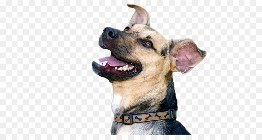 Chien Noir，Animal De Compagnie PNG