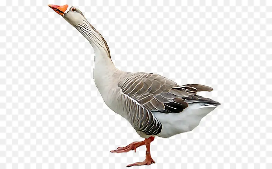 Oie，Oiseau PNG