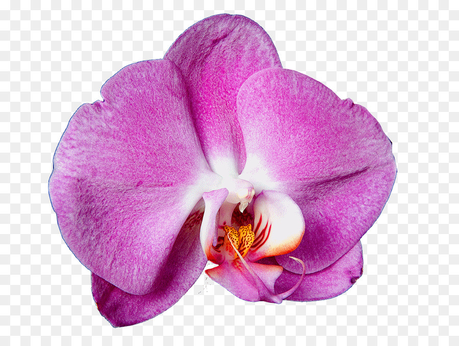 Les Orchidées，Fleur PNG