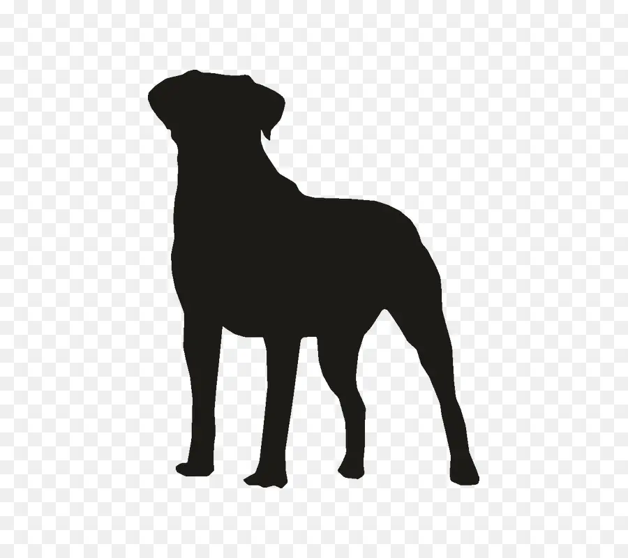 Chien，Animal De Compagnie PNG