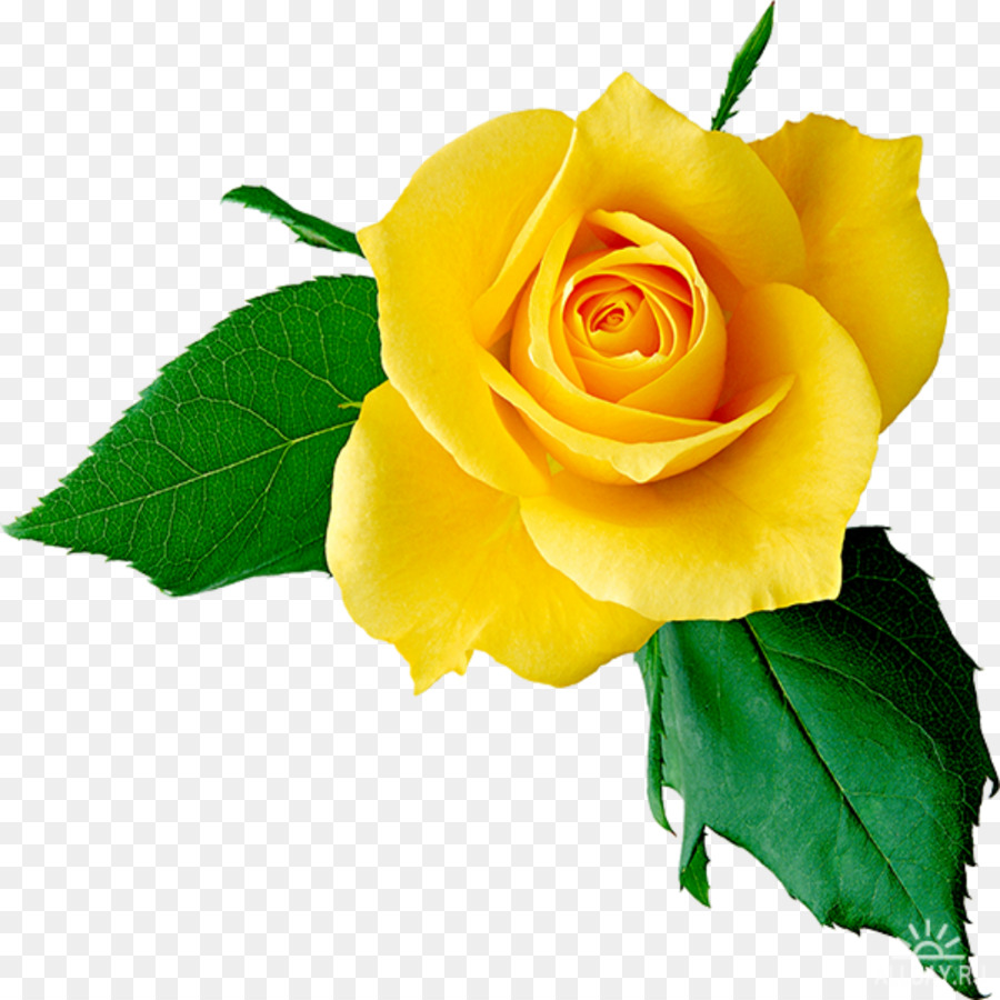 Rose Jaune，Rose PNG