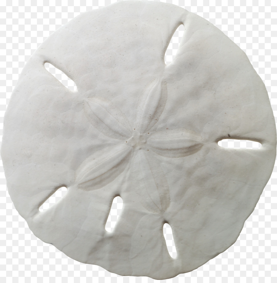 Coquille，Dollar De Sable PNG