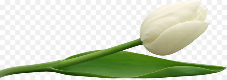 Tulipe Blanche，Feuille Verte PNG