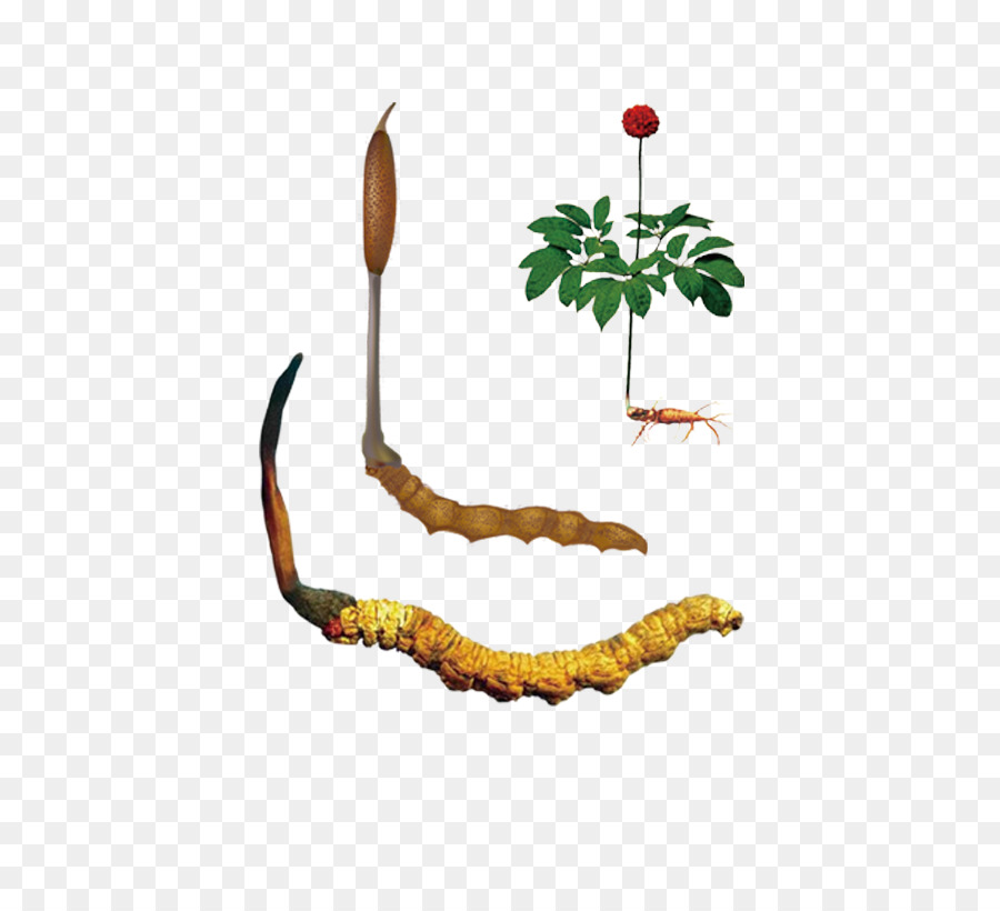 Cycle De Vie Du Cordyceps，Usine PNG