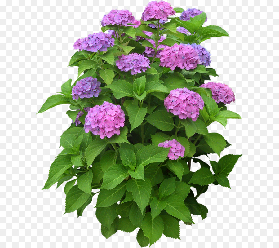 Hortensia，Usine PNG