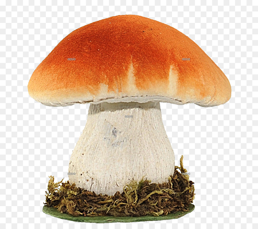 Champignons，Orange PNG