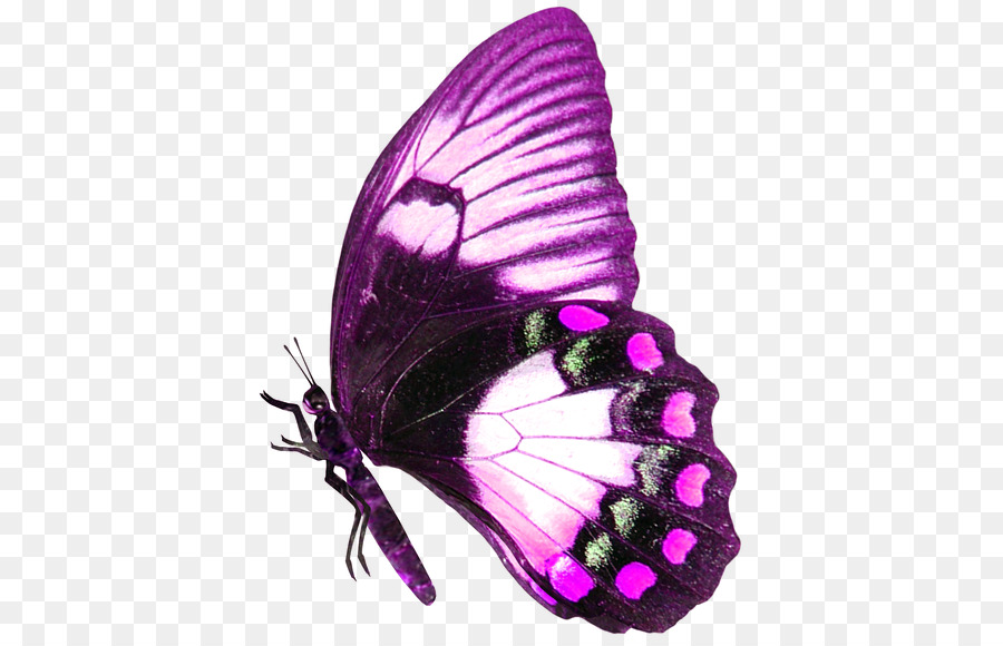 Papillon Rose，Insecte PNG