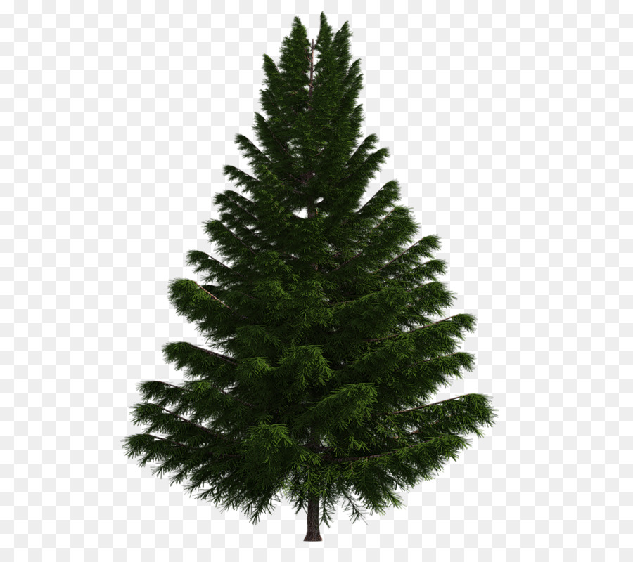 Arbre，Pin PNG