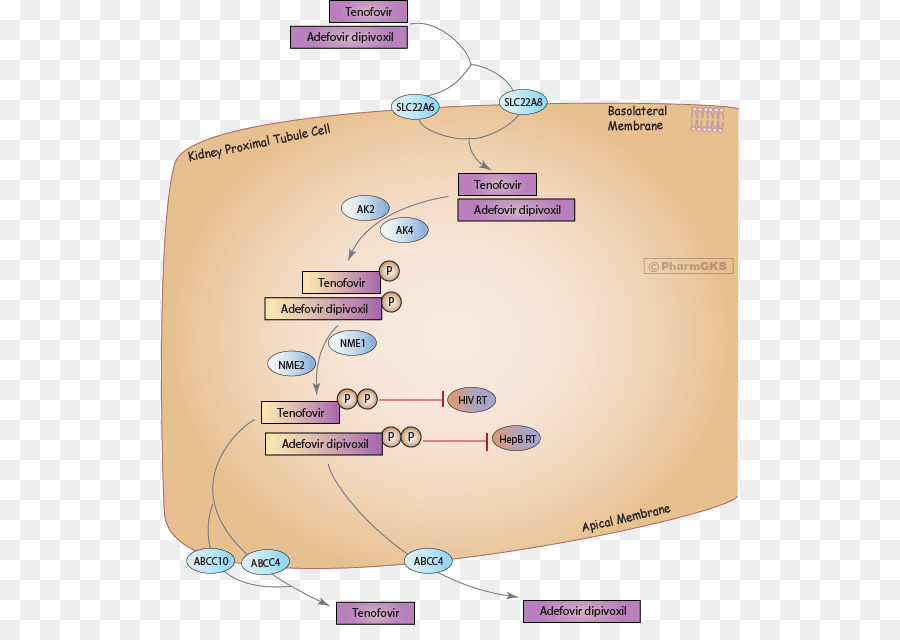 Ténofovir Et Adéfovir Dipivoxil，Rein PNG