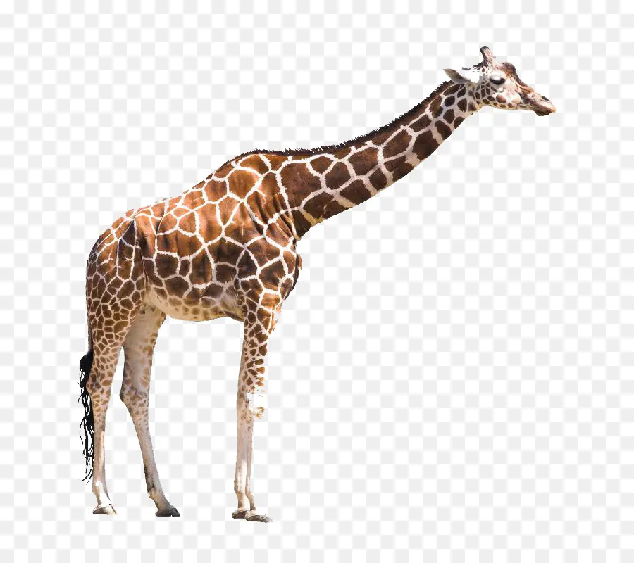 Girafe，Livre PNG