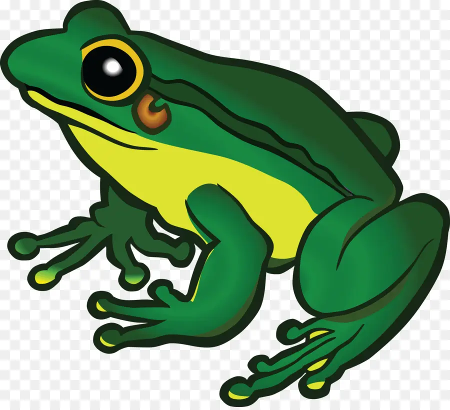 Grenouille，Amphibie PNG