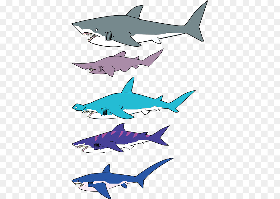 Squaliformes，Tout Sur Les Requins PNG