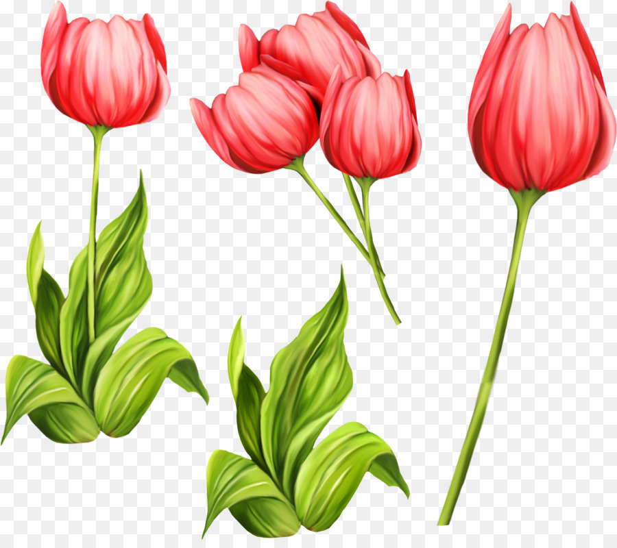 Tulip，Fleur PNG