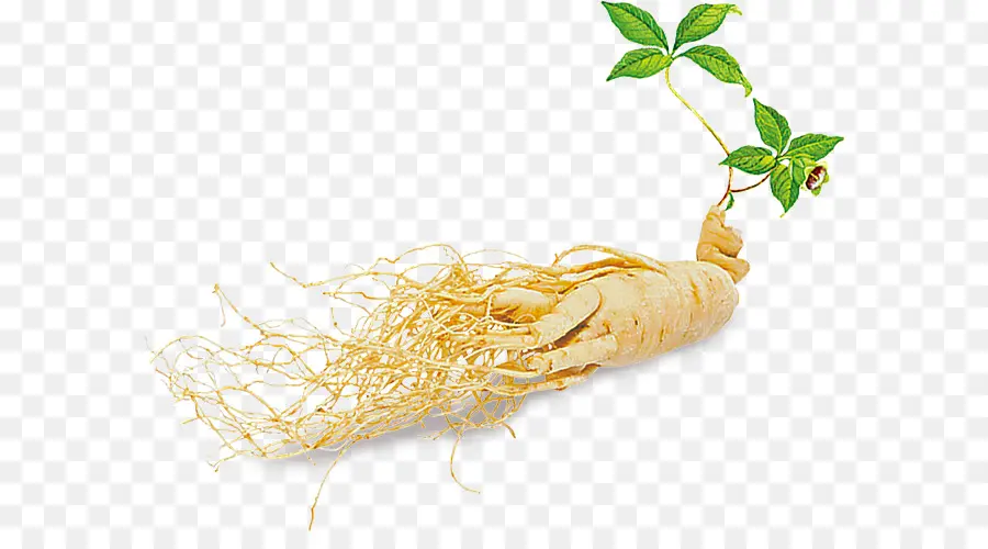 Racine De Ginseng，Herbe PNG