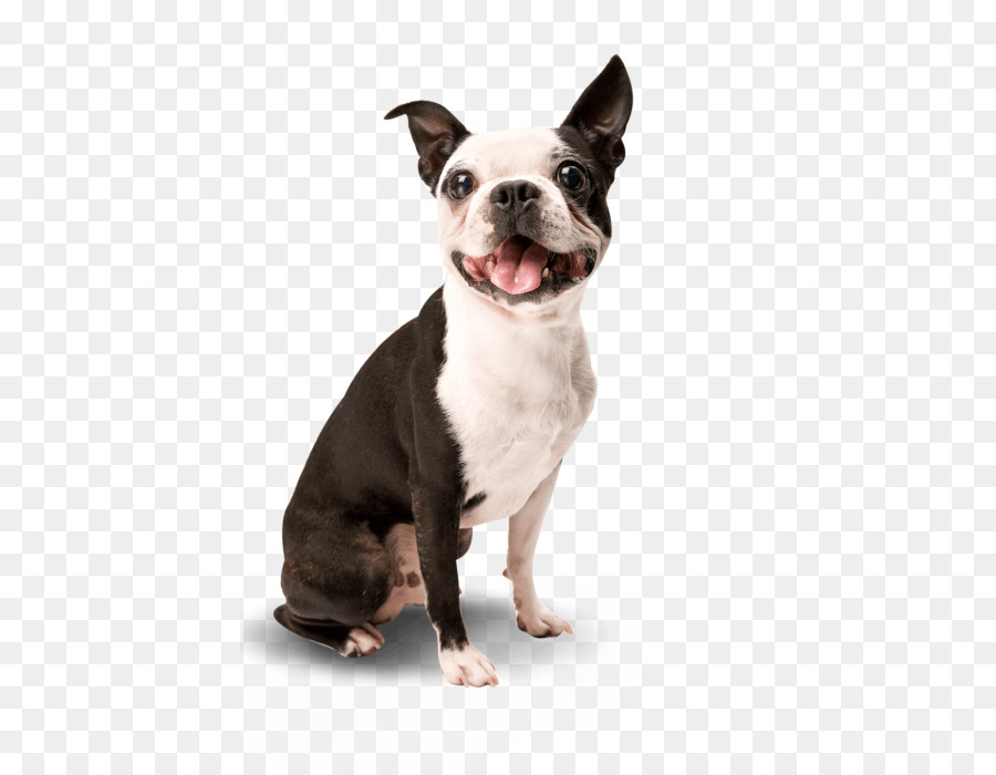 Terrier De Boston，Chien PNG